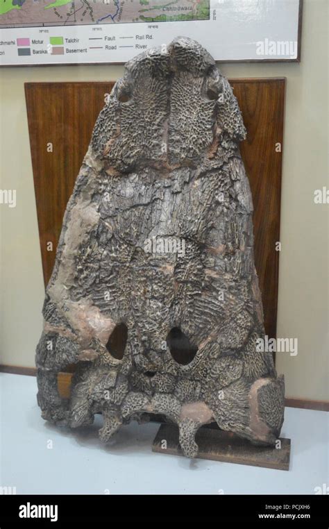 Fossilized Temnospondyli amphibious skull, Geology Museum, ISI, Kolkata Stock Photo - Alamy