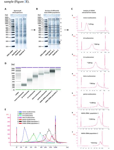 Characterization Of Individual Cell Free Dna Cfdna Size Populations