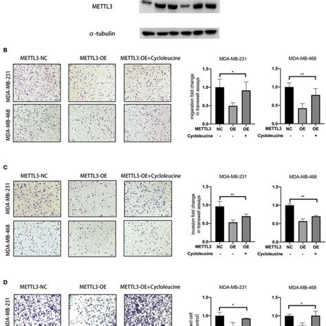 Mettl3 Overexpression Suppressed Migration Invasion And Adhesion