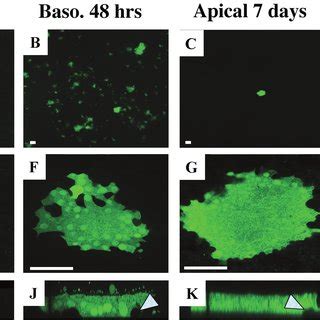 Polarity Of Mv Egfp Release Human Airway Epithelia Were Infected With