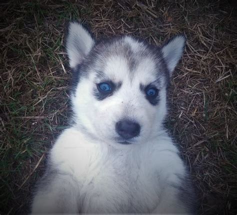 Alaskan Husky Puppies For Sale Molalla Or