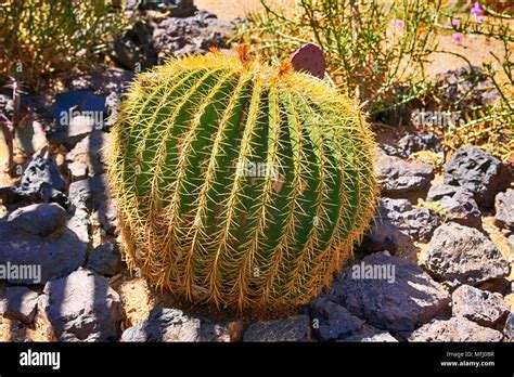 Mexican Fire Barrel Cactus In The South Sonora Desert In Arizona Stock