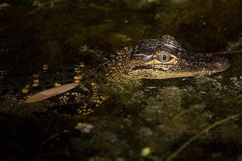 Baby Gator Photograph by Brent L Ander - Fine Art America