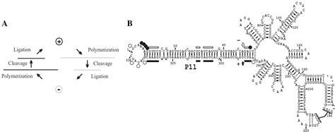 Figure 1 From The Peach Latent Mosaic Viroid Replication Initiation Site Is Located At A