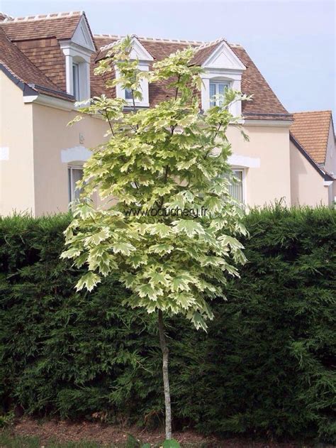 Acer Platanoides Drummondii