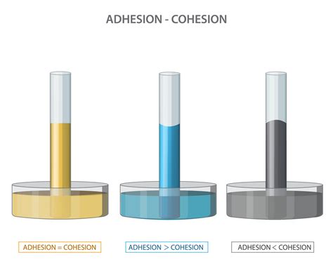 Adhesion And Cohesion Of Water And Capillary Action In Physical Science