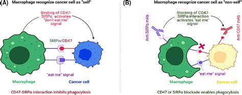 Cd47 Sirpα Blockade In Activating The Dont Eat Me Signal And