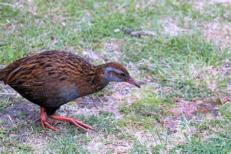 130+ Weka Bird Animal Beak Stock Photos, Pictures & Royalty-Free Images ...