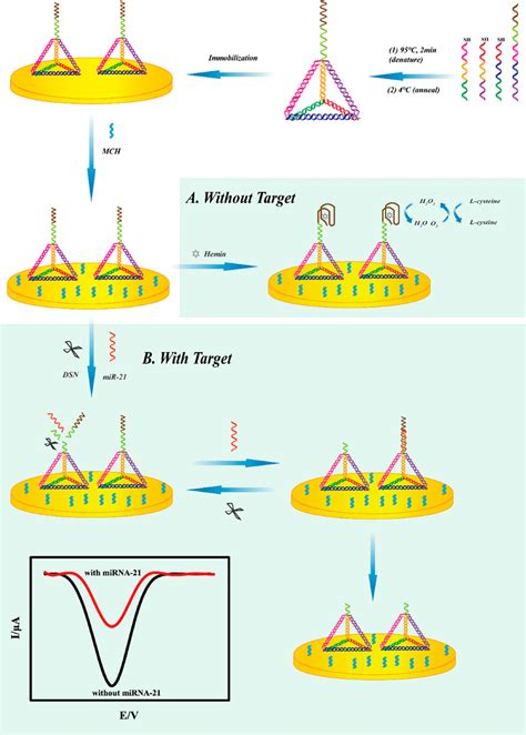 Schematic Illustration Of The Electrochemical Biosensor For The