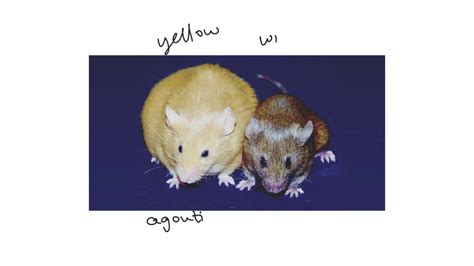 The Yellow Mouse A Dominant Lethal Mutation 1 Of 3 Youtube