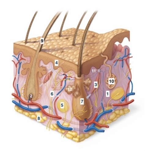 Lab Skin Histo Flashcards Quizlet