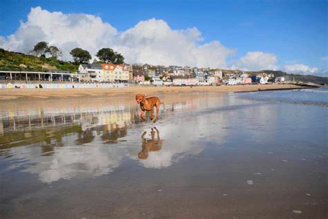 9 Dog Friendly Beaches In Dorset - Caravan Sleeps