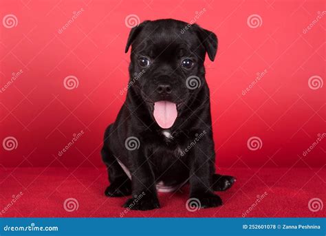 Black Female American Staffordshire Bull Terrier Dog or AmStaff Puppy on Red Background Stock ...