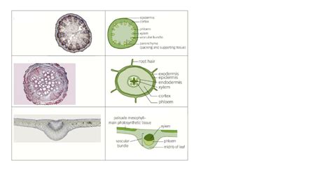 3.1.3 Transport in plants Diagram | Quizlet