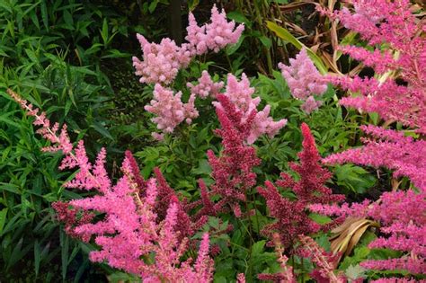 Astilbe Différents Types Nombreux Dans Le Jardin Le Soir | Photo Premium