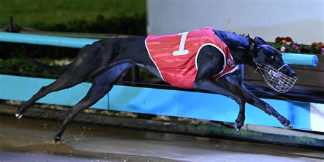 Wow Shes A Maturity Wonder Greyhound Clubs Australia