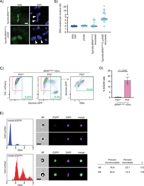 Progression Of P53 Mutant BRAFV600E Induced Tetraploid Cells A