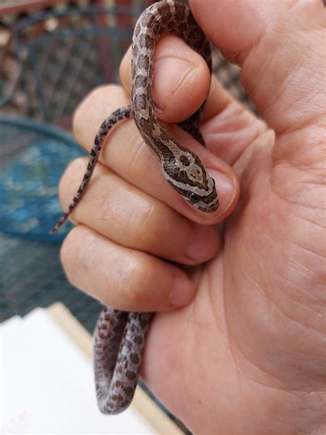 Great Plains Ratsnake From Cochiti Lake NM 87083 USA On July 29 2023