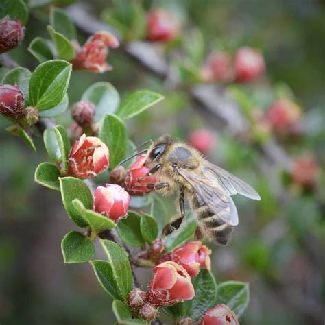 Cotoneaster Is Absolutely Buzzing Attracting Pollinators Honeybees