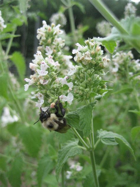 Catnip Organic Seeds Hudson Valley Seed Company