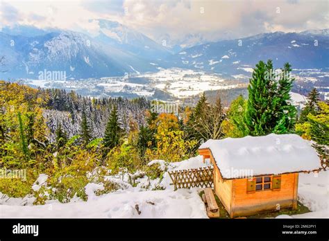 Route dans les bois alpins et les pins enneigés dans les Alpes