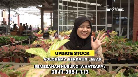 Aglonema Daun Super Lebar Ready Stock Mitra Flora Nusantara