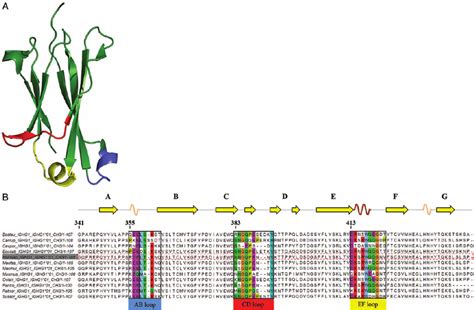 A Crystal Structure Of The Ch3 Domain Of Human Igg1 Pdb Code