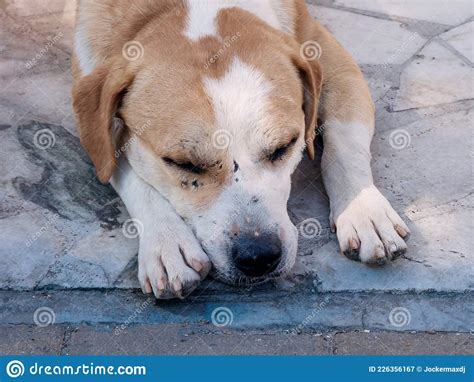 Retrato De Un Perro De Mongrel Con Una Boquilla Raspada Durmiendo En