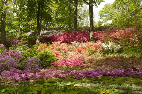 Wildflower Week In New York City Plant Talk