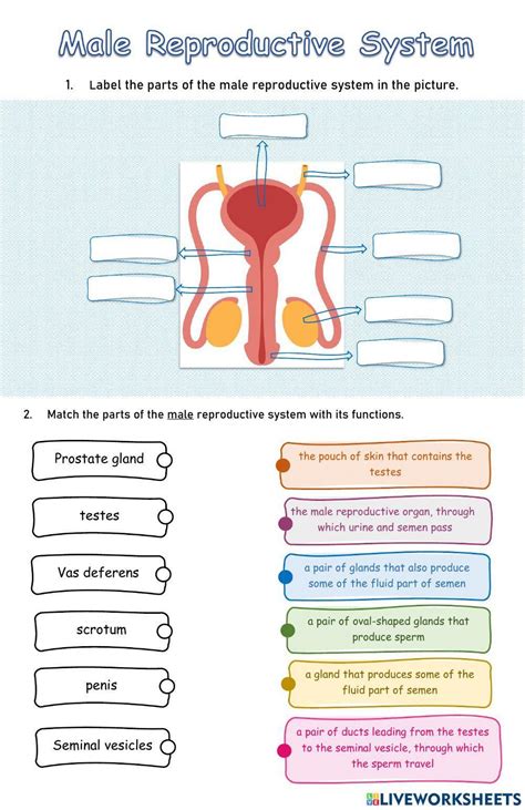 Male Reproductive System Activity Sheet