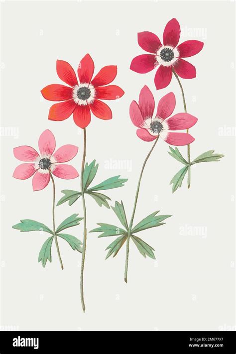 Vintage Anemone Flower Illustration In Vector Stock Vector Image And Art