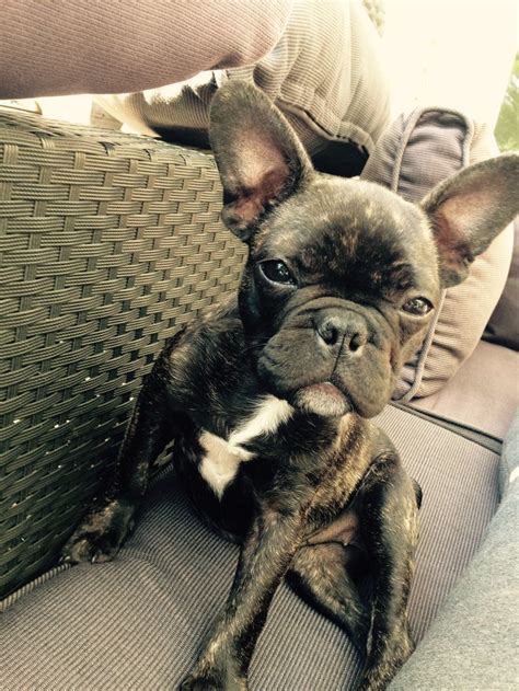 French Bulldog French Bulldog Bulldog Animals