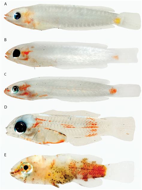 Otomorpha Clupeiformes A Anchoa Sp 26 Mm Standard Length Sl