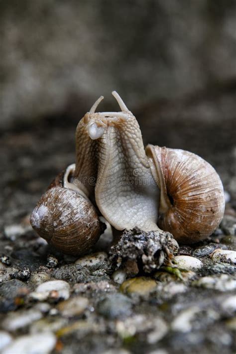 Two Land Snails Helix Pomatia Snails Mating Stock Photo Image Of