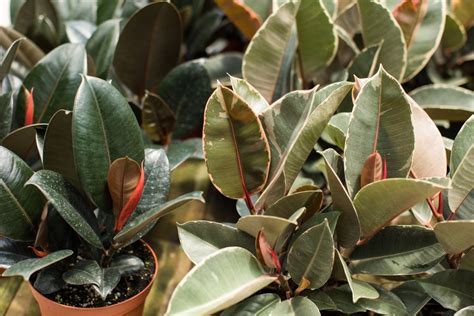 Ficus elastica: A Guide to the Rubber Plant | Ultimate Backyard