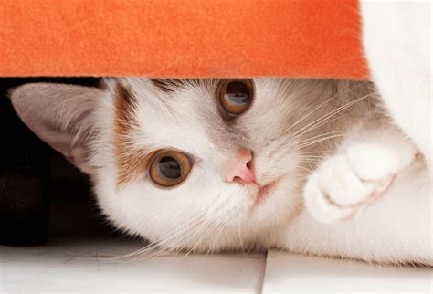 How Do Cats Get Fleas Itch Pet Itch Pet