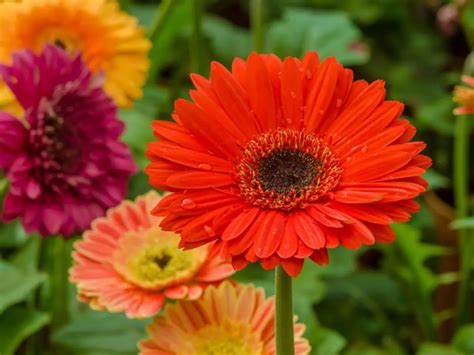yerbera  gerbera cuidados  significado de la flores