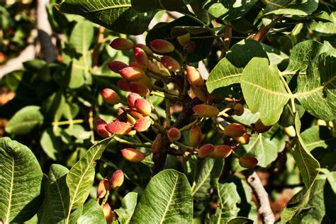 Pistacchio Di Bronte Come Riconoscerlo Dissapore