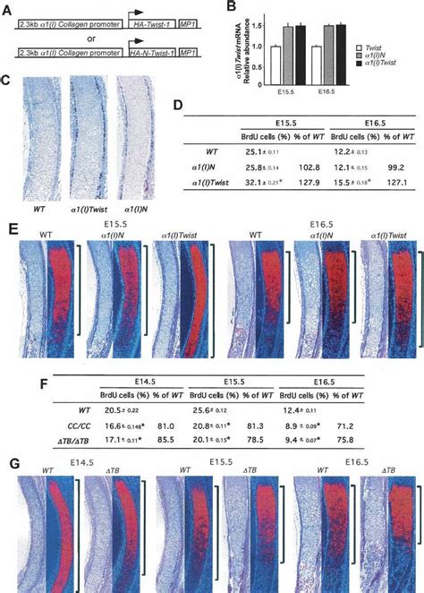 Twist 1 Regulates Chondrocyte Maturation A Schematic Representation