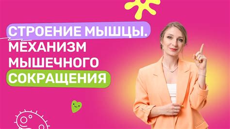 Строение мышцы. Механизм Мышечного сокращения - YouTube