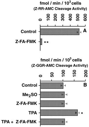 Inhibition Of Intracellular Cathepsin B Activity Suppresses