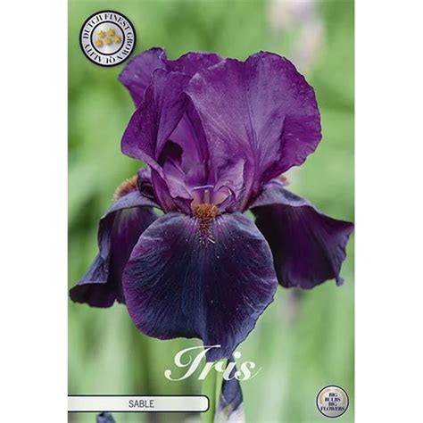 Iris Germanica Sable 1 Bulb Depozitul De Bulbi