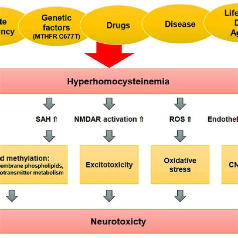 Mechanisms Of Homocysteine Induced Neurotoxicity The Figure Depicts