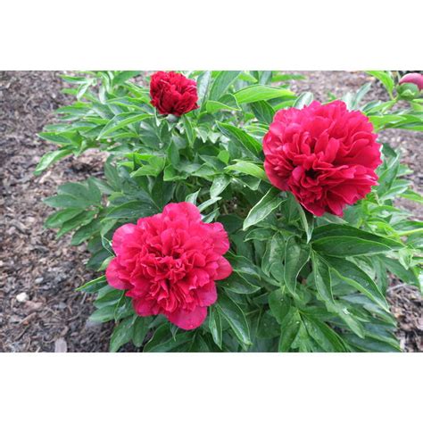 Paeonia Eliza Lundy Jc Raulston Arboretum Plants