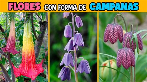 10 FLORES con FORMA de CAMPANA para el JARDÍN YouTube