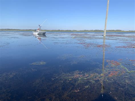 Why Are Aquatic Plants Managed Ufifas Center For Aquatic And