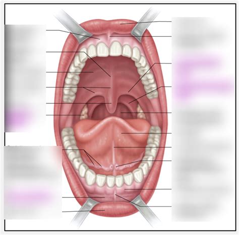 A P Practical 2 ORAL CAVITY MOUTH Diagram Quizlet