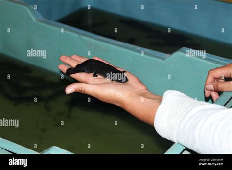 A hand holding Axolotl in the district of Xochimilco in Mexico city ...