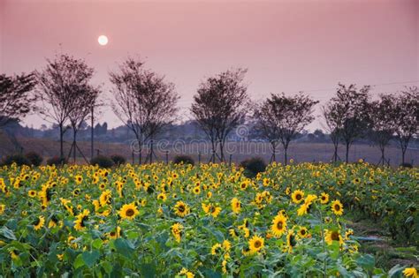 Sunflower fields in sunset stock photo. Image of blue - 46129346