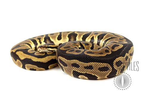 Leopard Yellow Belly Ball Python